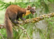 Scottish Pine Marten (Credit Peter G W Jones, Flickr)