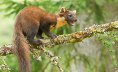 Scottish Pine Marten (Credit Peter G W Jones, Flickr)