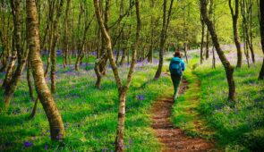 Bluebell woods on the West Highland Way (Credit; Sarah Lamagna)