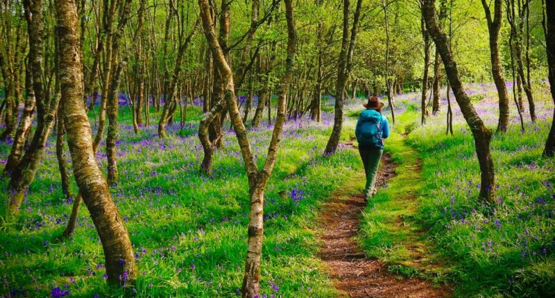 Bluebell woods on the West Highland Way (Credit; Sarah Lamagna)
