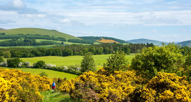 Yellow gorse on the Cateran Trail (credit - Peter Backhouse)