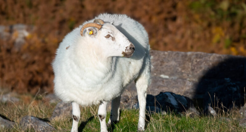 County Kerry sheep