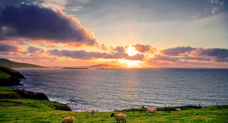 Sheep on the Dingle Way