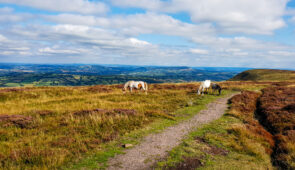 Wild ponies on the Hatterall Ridge