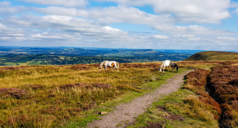 Wild ponies on the Hatterall Ridge