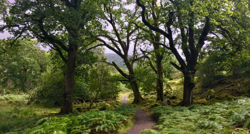 The Kerry Way from Killarney to Black Valley