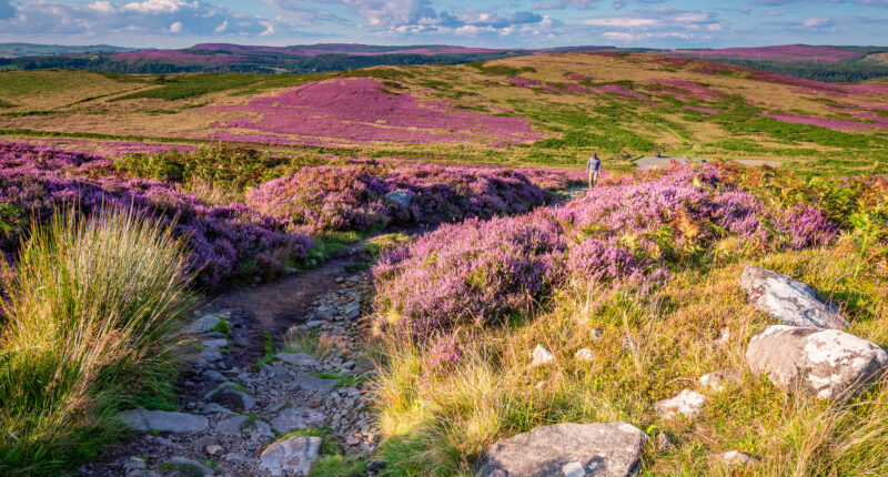 The Cheviot Hills