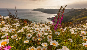 The south coast cliffs of Guernsey