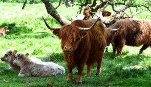 Highland cows on the Rob Roy Way (credit - our client, Peter Currie)