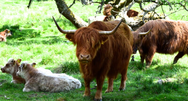 Highland cows on the Rob Roy Way (credit - our client, Peter Currie)