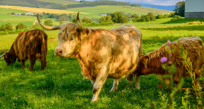 Highland cows on the Spey