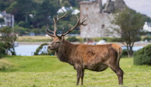 Red deer in front of Lochranza Castle