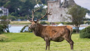 Red deer in front of Lochranza Castle
