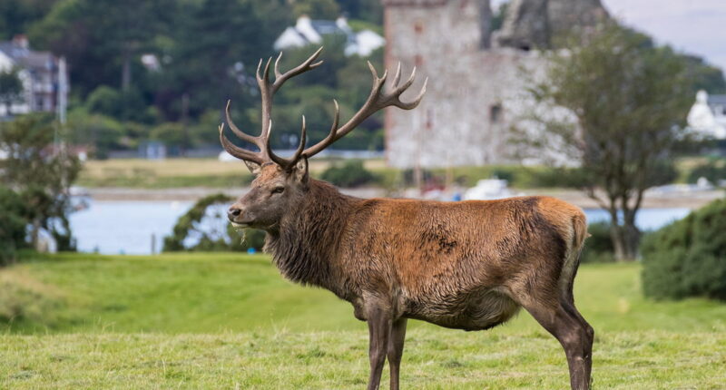 Red deer in front of Lochranza Castle