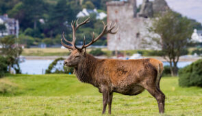 Red deer in front of Lochranza Castle