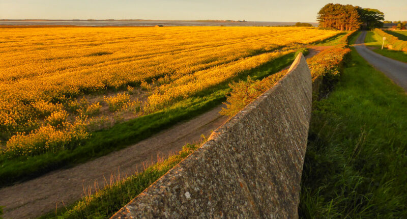 Fenham Fields