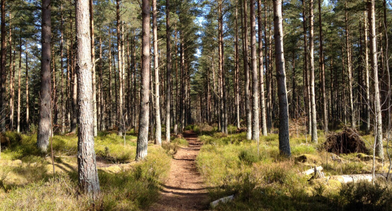 Forest path on the Loch Ness 360°