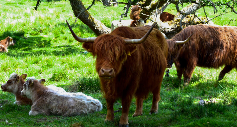 Highland cows on the Rob Roy Way