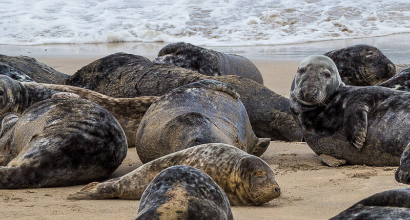 Seals near the trail on the Dingle Way (photo credit Wendy Reed)