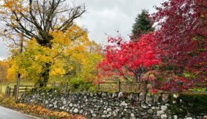 Autumn leaves along the trail (credit - Nairne McBeath)