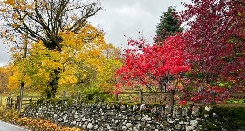 Autumn leaves along the trail (credit - Nairne McBeath)