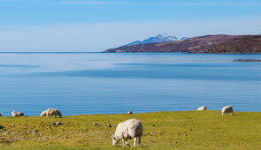 Sheep on the Skye Trail from Torrin to Broadford (credit - Zoe Kirkbride)