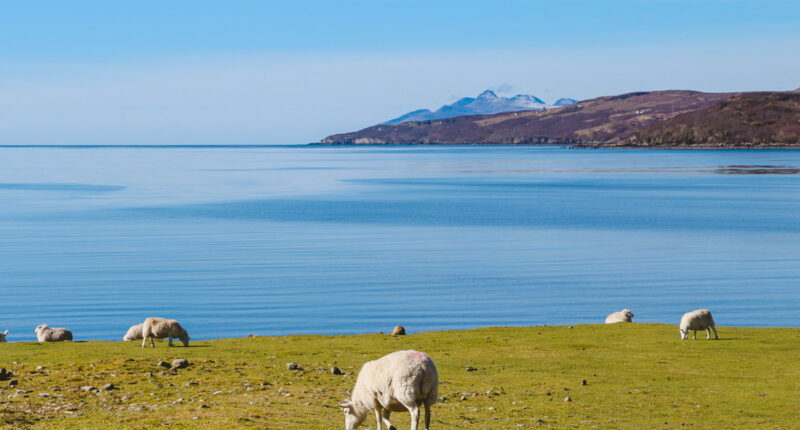 Sheep on the Skye Trail from Torrin to Broadford (credit - Zoe Kirkbride)
