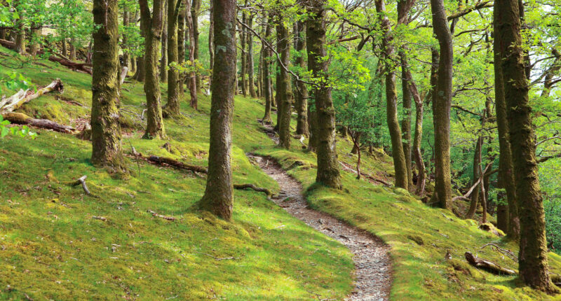 Forestry path on the trail