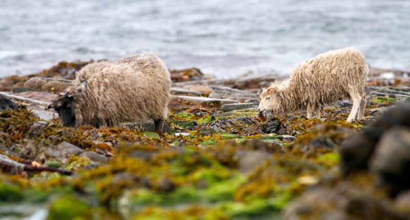 North Ronaldsay sheep