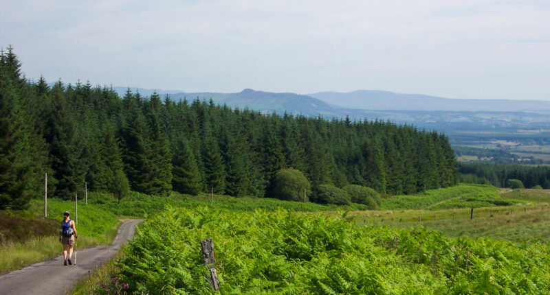 Surrounded by ferns on the Rob Roy Way