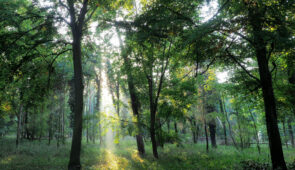 Thetford Forest on the Peddars Way