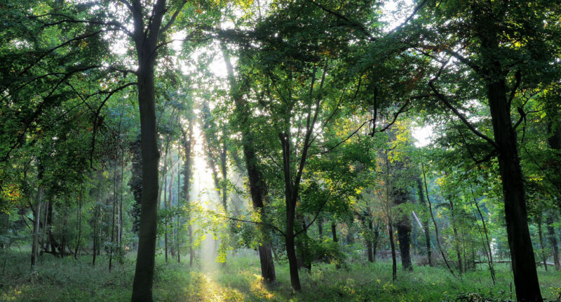 Thetford Forest on the Peddars Way