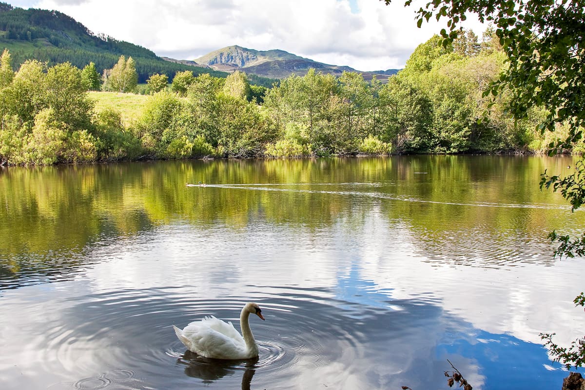 A swan on the River Tummel in Pitlochry (credit - our client, Gordon Adamson)