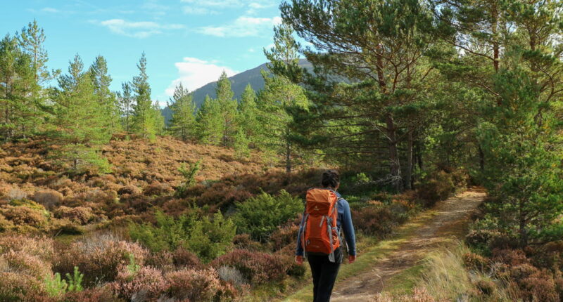 Hiker on the East Highland Way from Kincraig to Aviemore (credit - James Fathers)