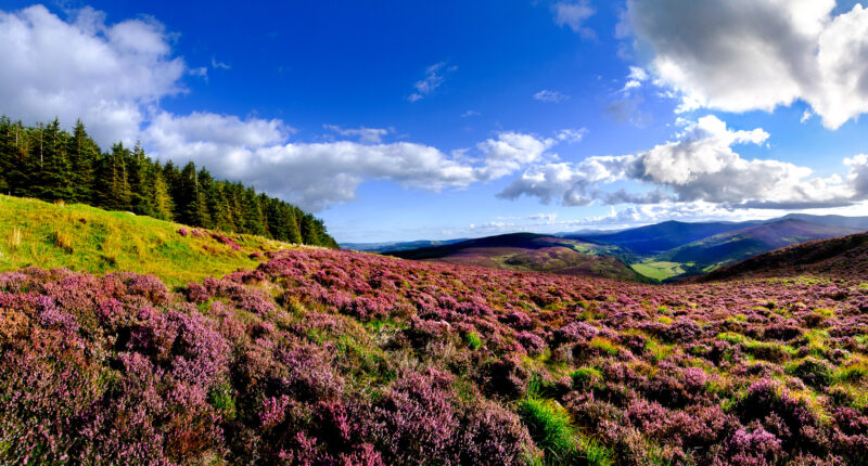Blooming heather in the Wicklow Mountains