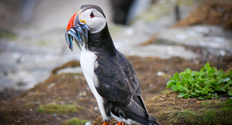 Farne Island Puffin (Credit - Rodney Burr)