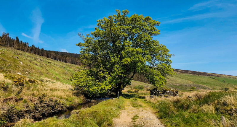 Lush scenery on the Moyle Way & Causeway Coast Way