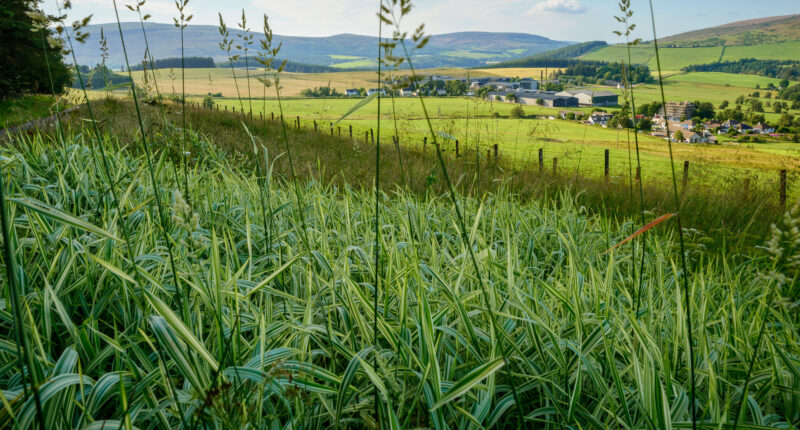 Scenery near Glenlivet Distillery