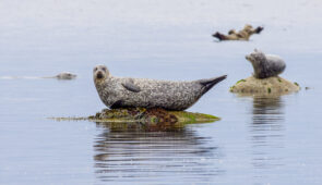 Seals on the Isle of Arran