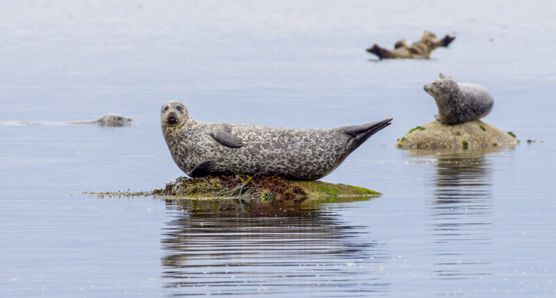Seals on the Isle of Arran