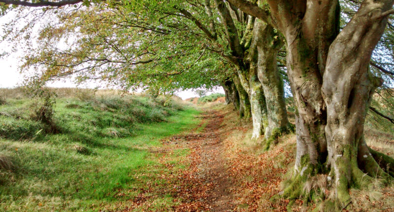The John Muir Way