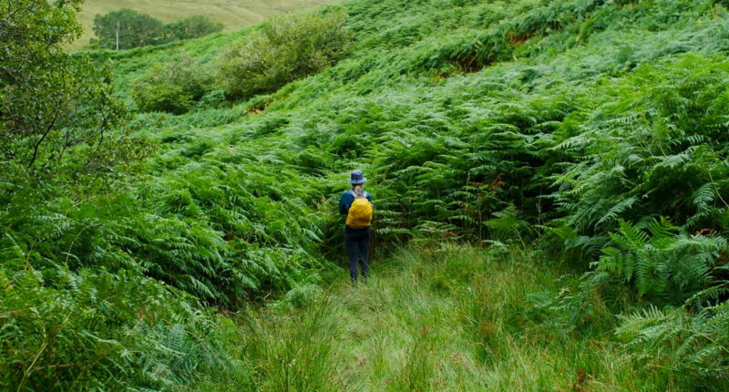 Absolute Escapes client walking towards Achnacochine on the East Highland Way (credit - Erik Driessen)