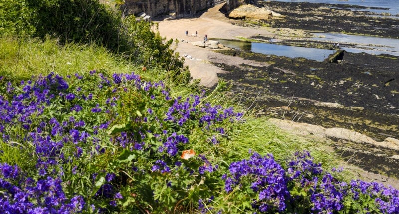St Andrews Castle