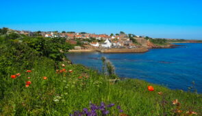 Wildflowers on the approach to Crail (Credit - Gunter Gorbach)