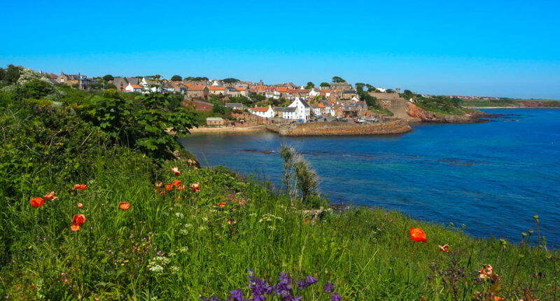 Wildflowers on the approach to Crail (Credit - Gunter Gorbach)