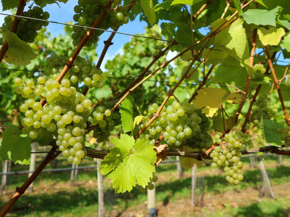 2. A less-English sight near King's Stanley - one of Britain's very few Vineyards