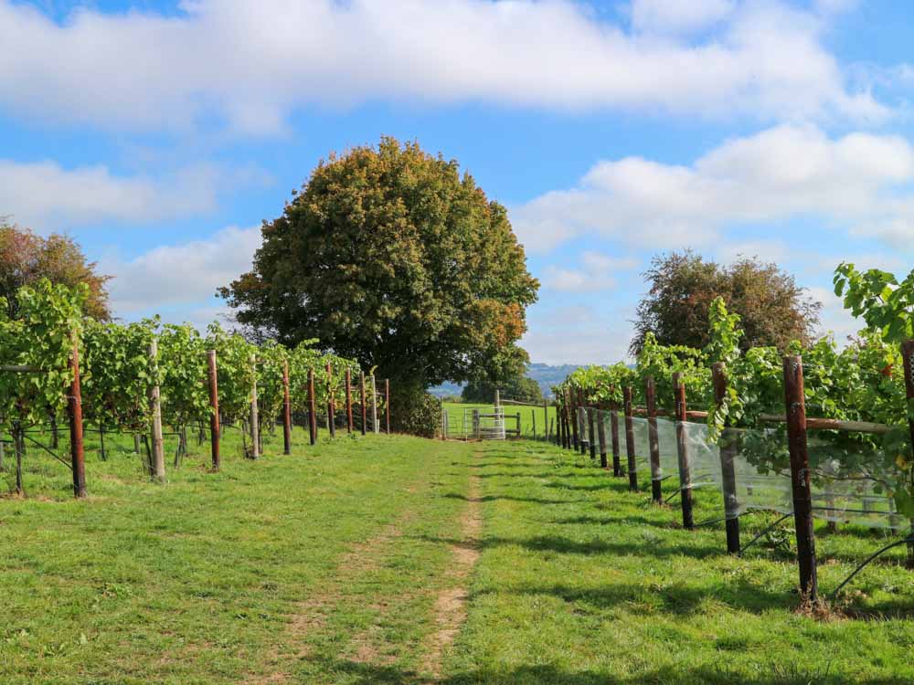 3. Vineyard near King's Stanley