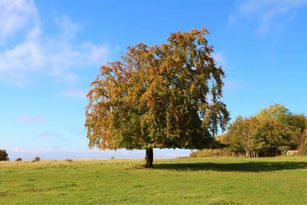 6. On top of Haresfield Hill