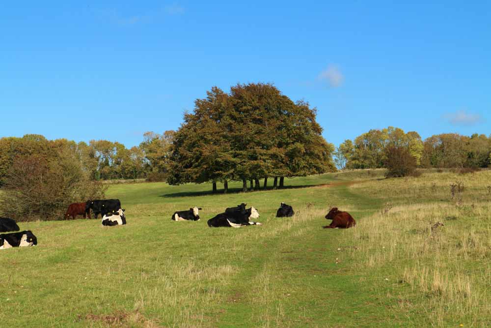 7. Meeting local residents of Haresfield Hill