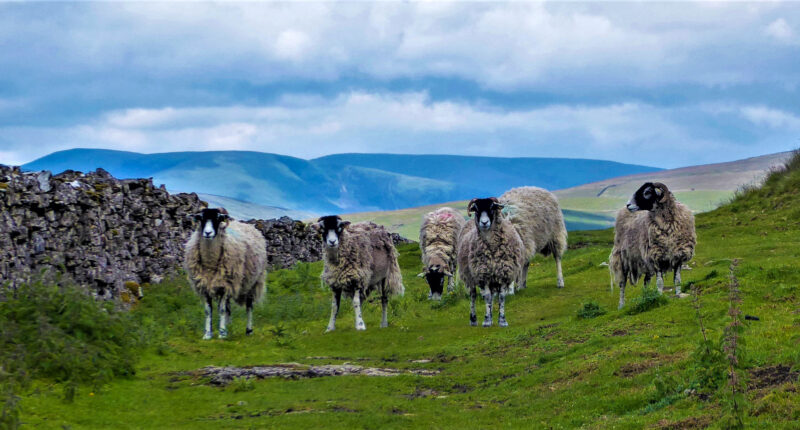 Friendly locals on the Lady Anne's Way